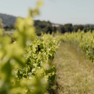 Madame Vignes du Sud