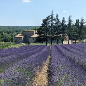 Madame Drôme Provençale